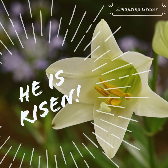 He is Risen! Easter lily, Amayzing Graces, Karen May